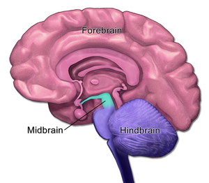 Midbrain