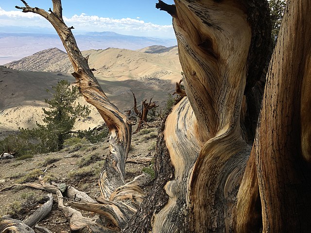 Ancient Bristlecone Pine Forest at 11,000 ft (3,400 m) elevation