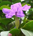 Brunfelsia pauciflora flower side view.jpg