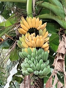 A bunch of Thai banana Buong chuoi xiem (2).jpg