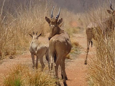 Red Bubale at Pendjari National Park in Benin Photograph: AMADOU BAHLEMAN FARID