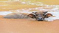 Bubalus bubalis (water buffalo) bathing in a rust-colored pond and looking at viewer, head above water, Don Det, Laos.jpg