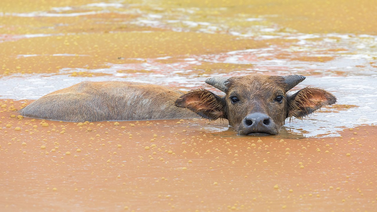 1280px-Bubalus_bubalis_%28water_buffalo%29_bathing_in_a_rust-colored_pond_and_looking_at_viewer%2C_head_above_water%2C_Don_Det%2C_Laos.jpg