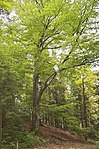 Group of trees and 1 single tree at the Stations of the Cross in Freistadt and St. Peter