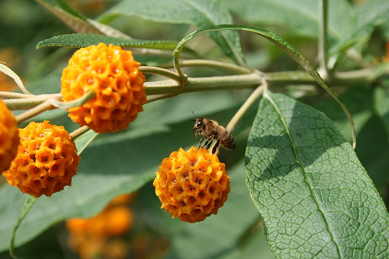 File:Buddleja-globosa-flowers.JPG