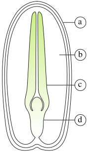 Vorschaubild für Endosperm