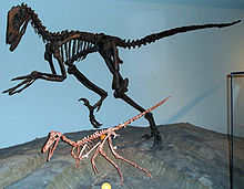 Deinonychus antirrhopus (la granda) Buitreraptor gonzalezorum (la malgranda) Amerika Muzeo de Naturhistorio, Chicago