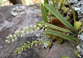 Bulbophyllum parviflorum (6346958380).jpg