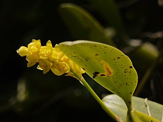 <i>Bulbophyllum rosemarianum</i> Species of plant