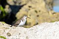 * Nomination: Minute Sandpiper - djerba --Skander zarrad 15:27, 10 June 2024 (UTC) * * Review needed