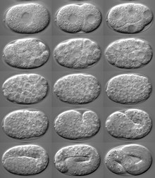 C. elegans embryonic development C. elegans embryo development.tif