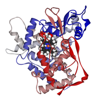 Diagram of cytochrome P450 isoenzyme 2C9 with the haem group in the centre of the enzyme. CYP2C9 1OG2.png