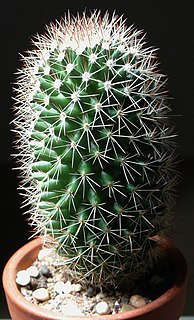 <i>Mammillaria backebergiana</i> Species of cactus