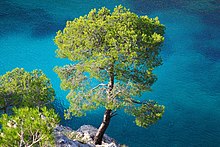 Calanques - Calanque de Port Pin - Pinus halepensis.jpg