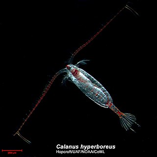 <i>Calanus hyperboreus</i> Species of crustacean