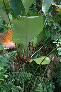 Calathea lutea 3.jpg