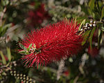 Callistemon citrinus