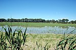 Vignette pour Parc naturel régional de Camargue