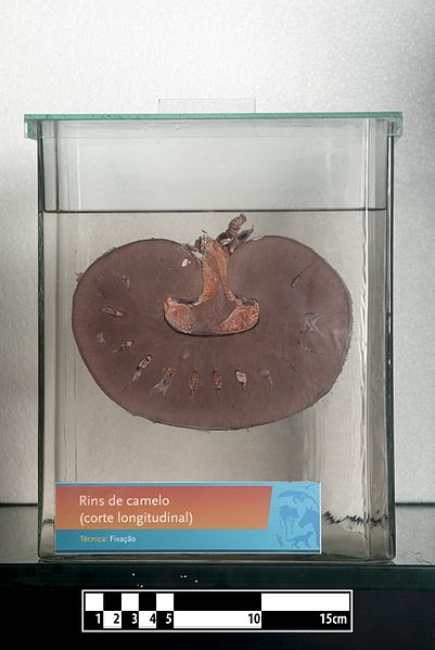 Camel kidney (longitudinal cut)