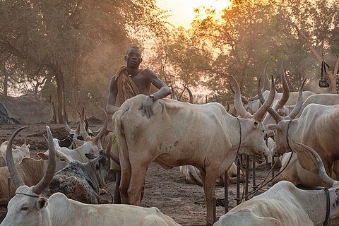 Mundari man giving a massage to a Ankole-Watusi cow in the cattle camp, Terekeka, South Sudan.