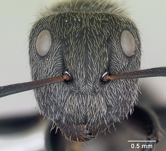 File:Camponotus arboreus casent0173393 head 1.jpg