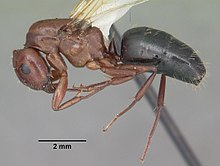 Camponotus تغییر رنگ casent0103669 نمایه 1.jpg