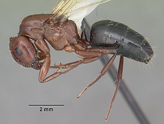 <i>Camponotus discolor</i> Species of ant