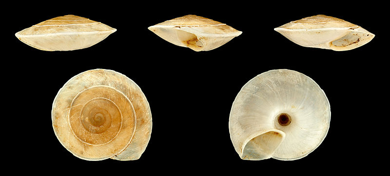 File:Canariella planaria 01.JPG