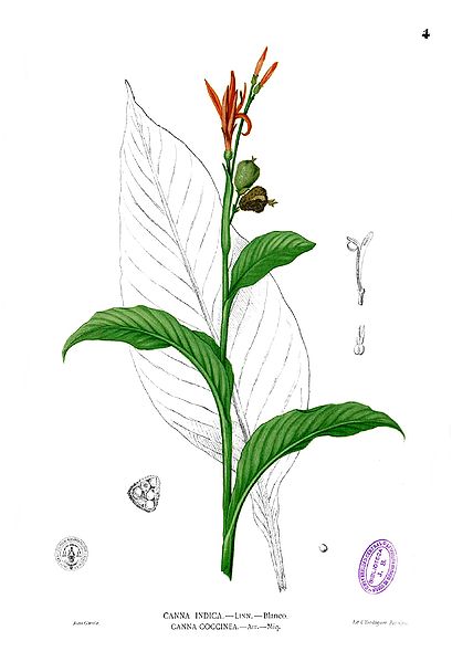 File:Canna indica Blanco1.4.jpg