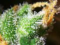 Cannabis female flowers close-up.jpg