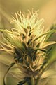Fleurs femelles de Cannabis sp.