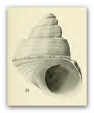 <i>Cratidentium ocellinum</i> Species of gastropod
