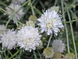 <i>Cephalaria leucantha</i> Species of flowering plant in the honeysuckle family Caprifoliaceae