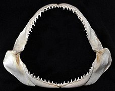 Carcharhinus brachyurus jaws.jpg