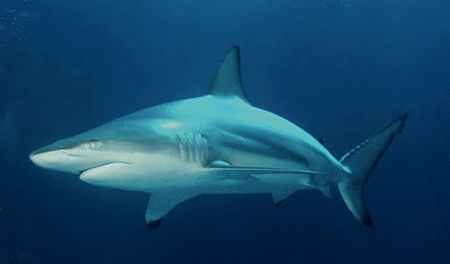 Blacktip shark (Carcharhinus limbatus)