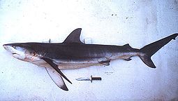 Carcharhinus obscurus.jpg