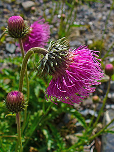 Carduus defloratus Inflorescence