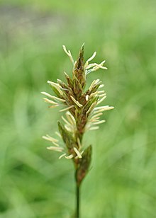 Carex brizoides kz01.jpg