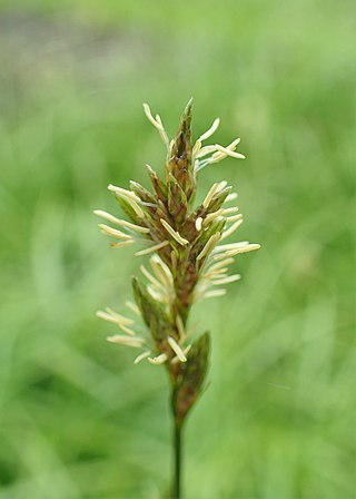 <i>Carex brizoides</i> Species of plant in the genus Carex