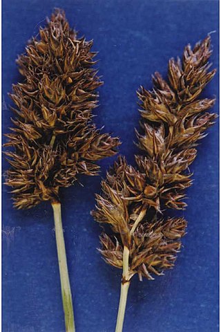 <i>Carex simulata</i> Species of grass-like plant
