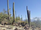 West Saguaro National Park around Sombrero Mountain near Tucson, Arizona in November 2016.