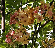 Cassia roxburghii