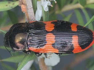 Castiarina bremei; Narbethong, Vic Castiarina bremei Narbethong 25Jan15.jpg