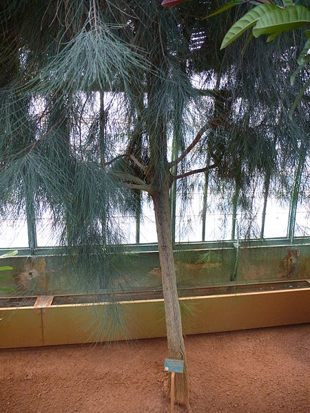 File:Casuarina collina 02.JPG