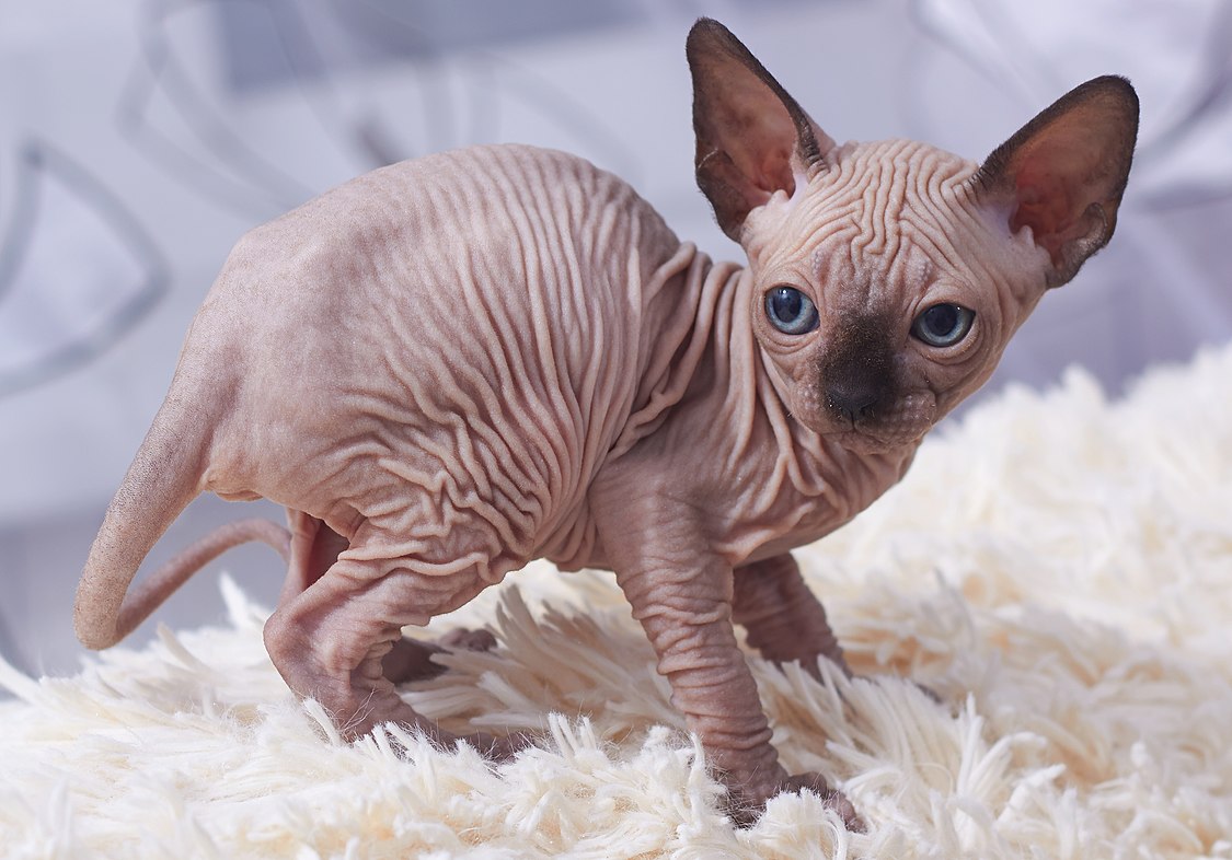 :File:Cat Sphynx. Kittens. img 11.jpg