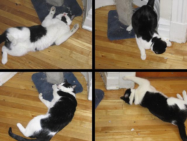 Effects of catnip on most domestic cats include rolling, pawing, and frisking. For cats not biologically affected by catnip, other plants which may tr
