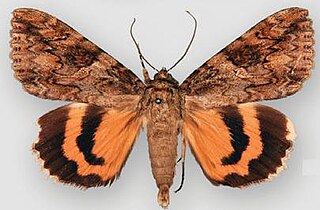 <i>Catocala irene</i> Species of moth