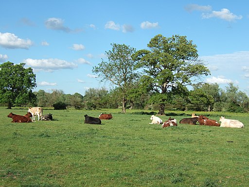 Cattle on Portholme meadow, Huntingdonshire geograph-2399709-by-Richard-Humphrey