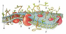 CellMembraneDrawing numbered.jpg