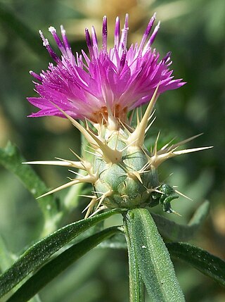 <i>Centaurea calcitrapa</i> Species of flowering plant